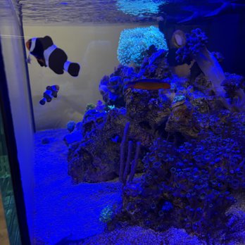 Pathways Counseling NWA - Our clients enjoy the calming effect of watching the fish swim. The reef is constantly changing with live growing coral. - Counseling & Mental Health Near Me - Rogers, Arkansas Pathways Counseling NWA - Our clients enjoy the calming effect of watching the fish swim. The reef is constantly changing with live growing coral. - Counseling & Mental Health Near Me - Rogers, Arkansas