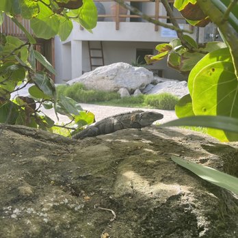 Restaurante Mezzanine - Iguana - Thai Near Me - Tulum, ROO