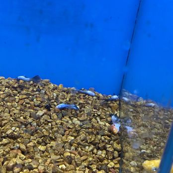 petco grooming sparks