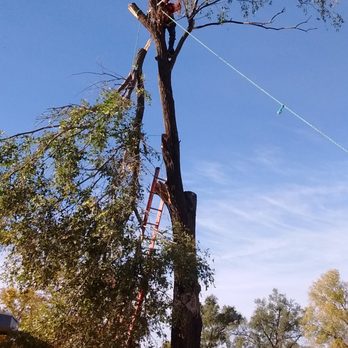 Huckabey Lawn and Tree - Roping down a very large branch - Tree Services Near Me - Brooksville , Florida Huckabey Lawn and Tree - Roping down a very large branch - Tree Services Near Me - Brooksville , Florida