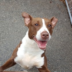 Dog Trainer Andrew DeMott - My dog Maggie