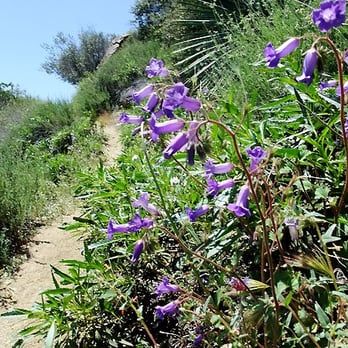 Iron Mountain Via Heaton Flats - spring on iron mt - Hiking Near Me - Azusa, California