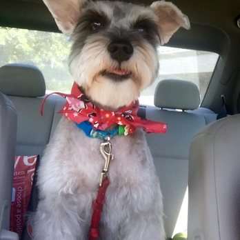 Dog Salon Kahala - So happy! My mini schnauzer always comes back looking good and also her disposition is always happy after! - Pet Groomers Near Me - Honolulu, Hawaii Dog Salon Kahala - So happy! My mini schnauzer always comes back looking good and also her disposition is always happy after! - Pet Groomers Near Me - Honolulu, Hawaii