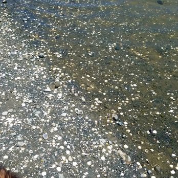 Lake Mendocino - Zillions of clamshells... - Lakes Near Me - Ukiah, California