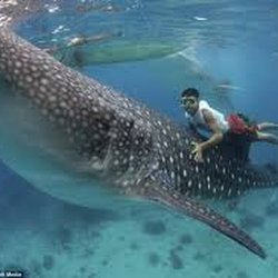 Mexitours