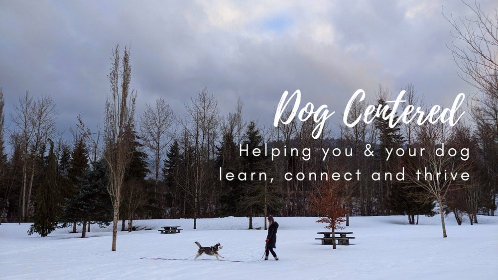 DOG CENTERED Updated July 2024 Chilliwack, British Columbia Pet