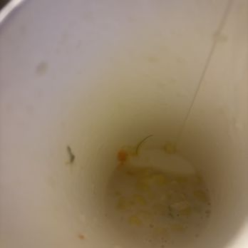 Los Cabos 2 - Diarrhea... tomato, carrot . Loroco and a hair at the bottom of our atol. Do not eat here ! - Salvadoran Near Me - Bakersfield, California Los Cabos 2 - Diarrhea... tomato, carrot . Loroco and a hair at the bottom of our atol. Do not eat here ! - Salvadoran Near Me - Bakersfield, California