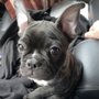 Photo of Puppies N Love