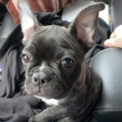 Puppies N Love - Rizzo off to her happy home.