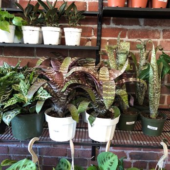 Propagate - Bromeliads - Venues & Event Spaces Near Me - Sacramento, California Propagate - Bromeliads - Venues & Event Spaces Near Me - Sacramento, California