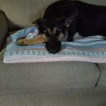 Preppy Pet Warminster - Pet Sitting Near Me - Warminster, Pennsylvania Preppy Pet Warminster - Pet Sitting Near Me - Warminster, Pennsylvania