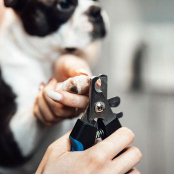 Furry Land - Pet Groomers Near Me Furry Land - Pet Groomers Near Me