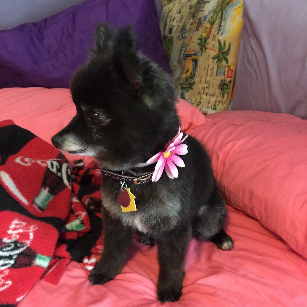 Miss Sophia after her cut. I could not be more pleased. Stephanie gave me exactly the cut I wanted for my furry companion.