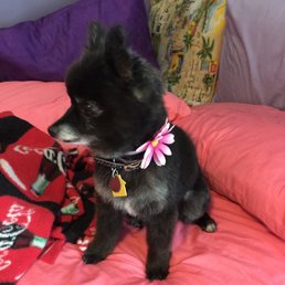 Miss Sophia after her cut. I could not be more pleased. Stephanie gave me exactly the cut I wanted for my furry companion.