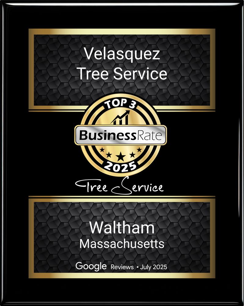 Velasquez Tree Services - tree service in Waltham, MA