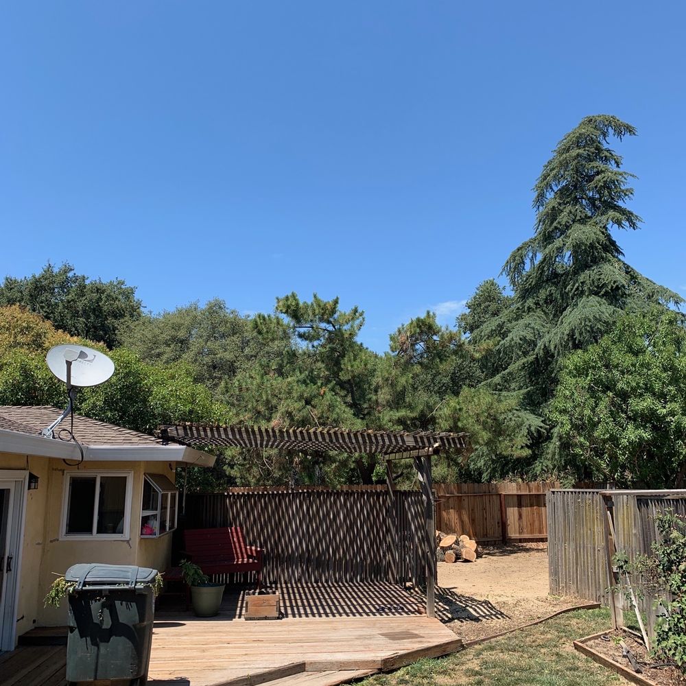 Care Tree Care - Tree Services Near Me Care Tree Care - Tree Services Near Me