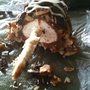 Photo of Hermans Ice Cream Shops