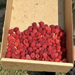 Bodacious Berries, Fruit and Brews - Hand picked raspberries