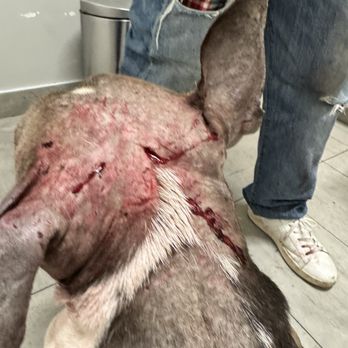 VEG ER for Pets - They took my money and never helped me - Emergency Pet Hospital Near Me - Brooklyn, New York