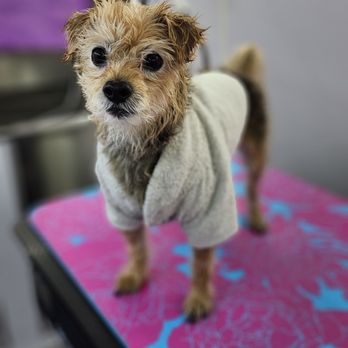 Ray's Holistic Grooming - Pet Groomers Near Me Ray's Holistic Grooming - Pet Groomers Near Me