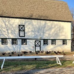 Tempel Farms - Barn with all the egg laying chickens.