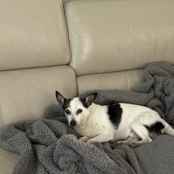LONE STAR VETERINARY CLINIC - Night before