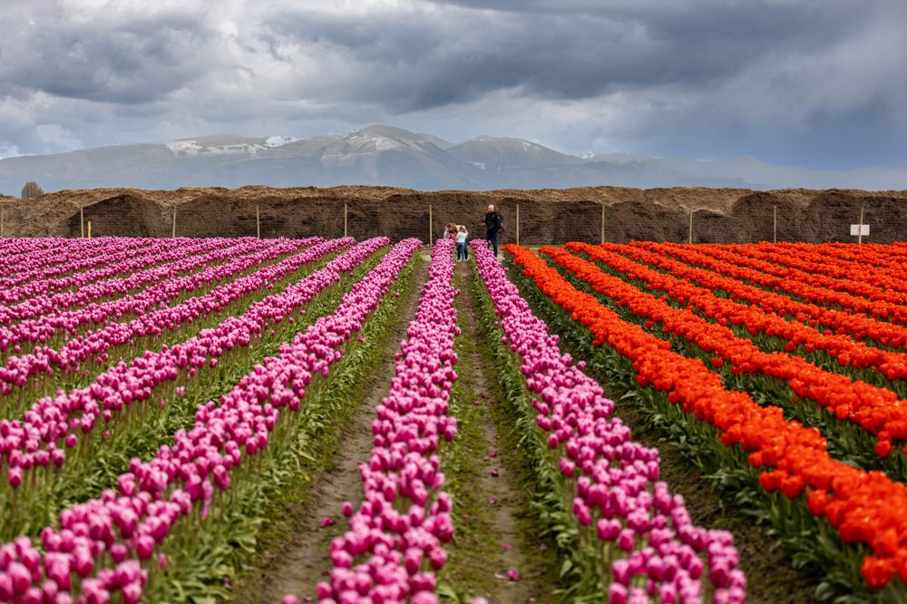SKAGIT VALLEY TULIP FESTIVAL 819 Photos & 182 Reviews 311 W Kincaid