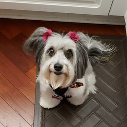 Trixie