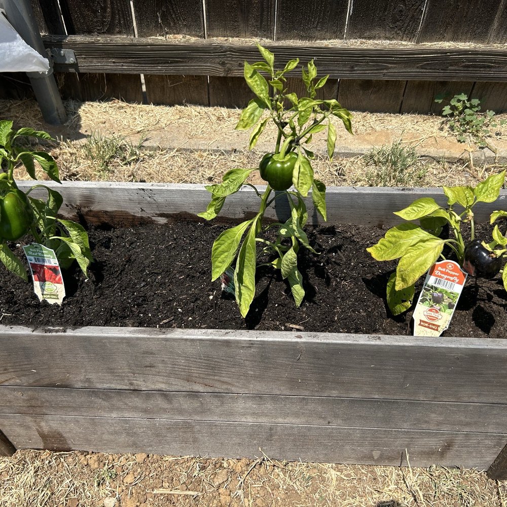 Armstrong Garden Centers - 3 varieties of bell peppers. L-R: Cali Wonder (green); Red Beauty; Dragonfly (deep purple). 7/31/25 - Nurseries & Gardening Near Me - San Diego, California Armstrong Garden Centers - 3 varieties of bell peppers. L-R: Cali Wonder (green); Red Beauty; Dragonfly (deep purple). 7/31/25 - Nurseries & Gardening Near Me - San Diego, California