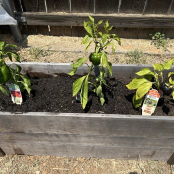 Armstrong Garden Centers - 3 varieties of bell peppers. L-R: Cali Wonder (green); Red Beauty; Dragonfly (deep purple). 7/31/25 - Nurseries & Gardening Near Me - San Diego, California