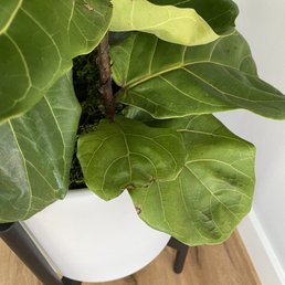 Fiddle Leaf Fig plant Fiddle Leaf Fig plant