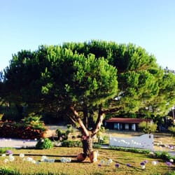 Quinta das Rosas - A beautiful tree within the hotel! They also have a garden you can walk around in!