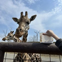 The Farm At Walnut Creek - Feeding giraffes