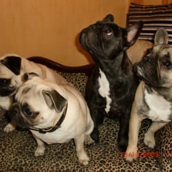 Dog Shop Bellus Cani