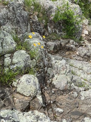 Johnson's Shut-Ins State Park by null