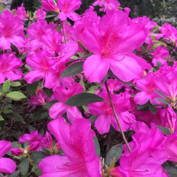 River Oaks Azaela Trail - Festivals Near Me - Houston, Texas River Oaks Azaela Trail - Festivals Near Me - Houston, Texas