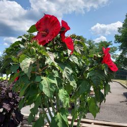 Fran's Flowers