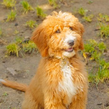 Wag Mates Academy - Pet Training Near Me Wag Mates Academy - Pet Training Near Me