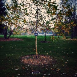 Marjorie Davis Park