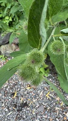 Pioneer Works by null