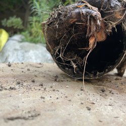 Trust Plumbing and Rooting