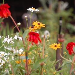 Morning Star Perennials & Nursery - Morning Star