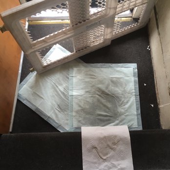 2 IN 1 Cleaning - Dog accident I tried to pat dry - Home Cleaning Near Me