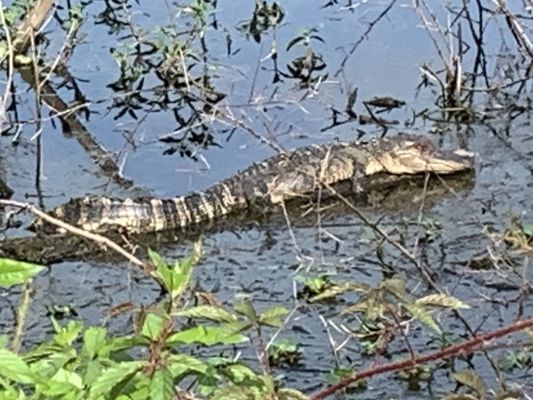 Brazos Bend State Park by null