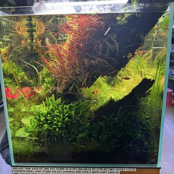 360 Aquatic - Brandon's display tank - Local Fish Stores Near Me - Houston, Texas