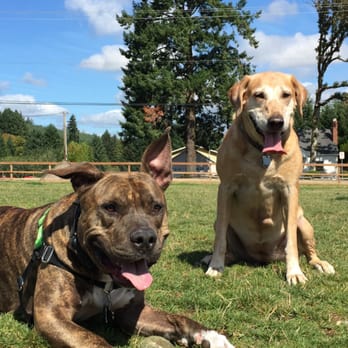 Thatcher Park Off Leash Dog Park - Dog Parks Near Me - Forest Grove, Oregon Thatcher Park Off Leash Dog Park - Dog Parks Near Me - Forest Grove, Oregon