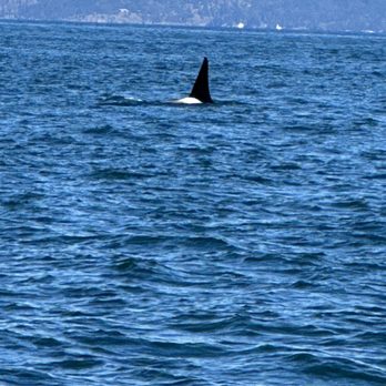 Island Adventures Whale Watching - Fin - Whale Watching Tours Near Me - Anacortes, Washington Island Adventures Whale Watching - Fin - Whale Watching Tours Near Me - Anacortes, Washington