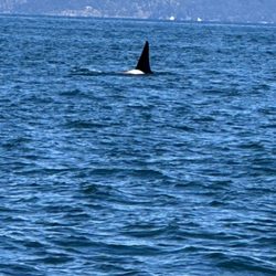 Island Adventures Whale Watching - Fin