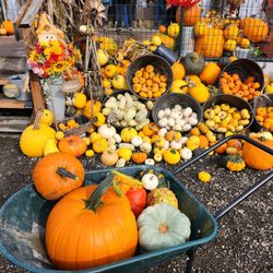 Muddy Boots Pumpkin Patch & Corn Maze - So many pumpkins!