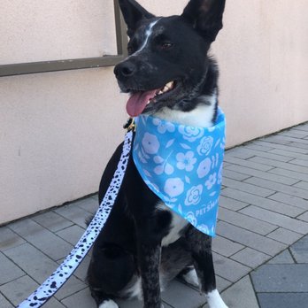 PetSmart - First trip to the groomer! - Pet Stores Near Me - Huntington Beach, California